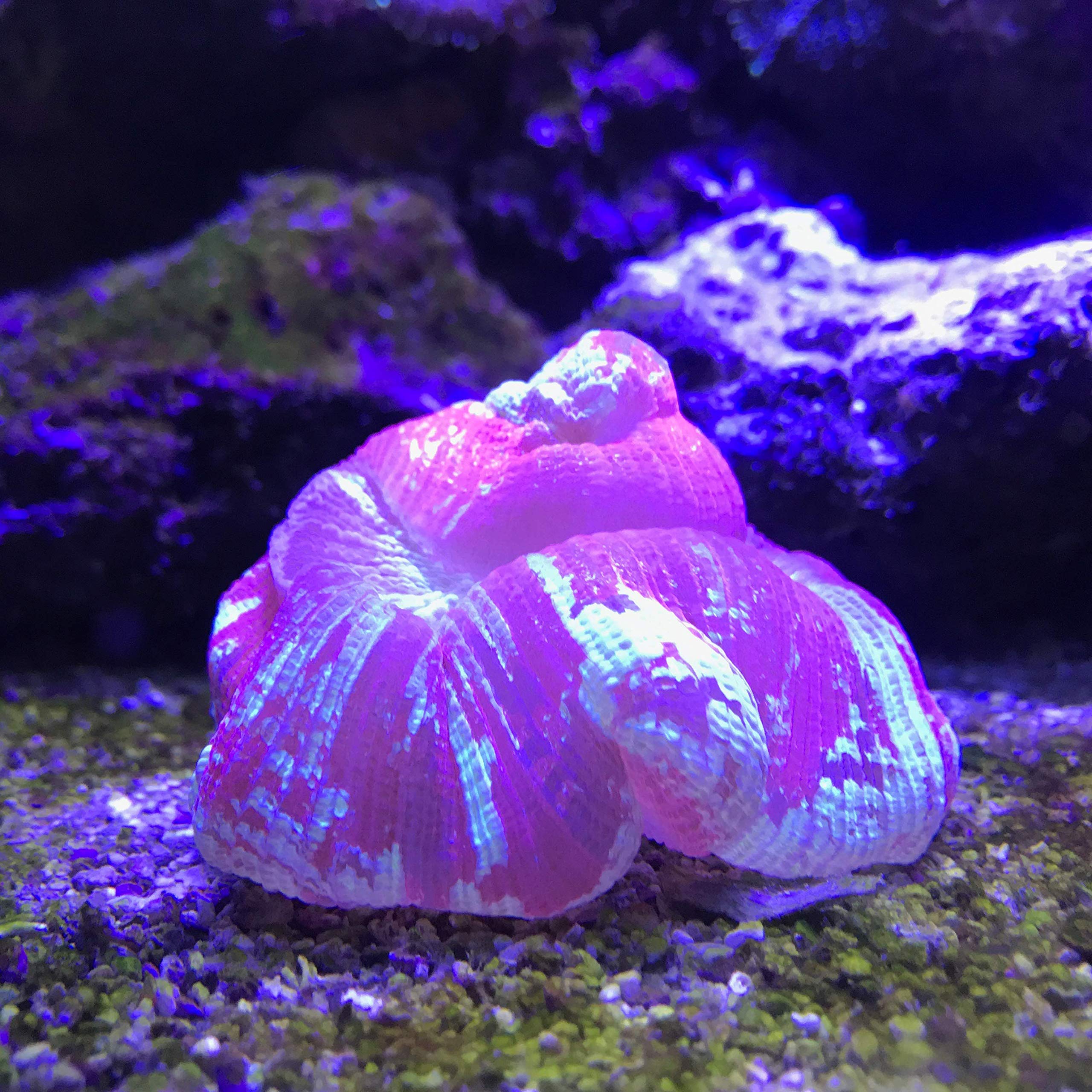 Seachem Reef Plus Integratore Reef Liquido Vitamine Coralli