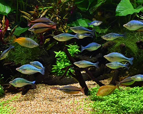 Seachem Tidal 110 Matrix materiale filtrante biologico