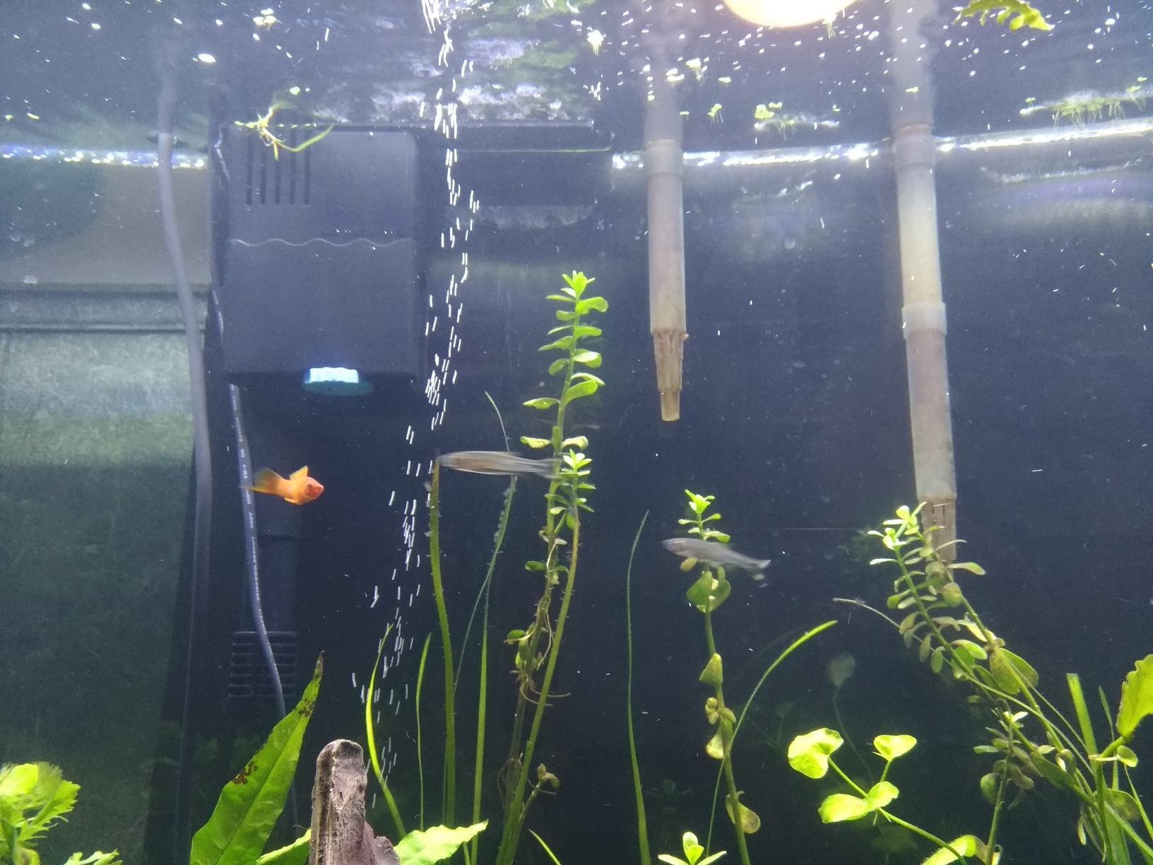 Seachem Tidal 55 filtro acquario 200 L appeso