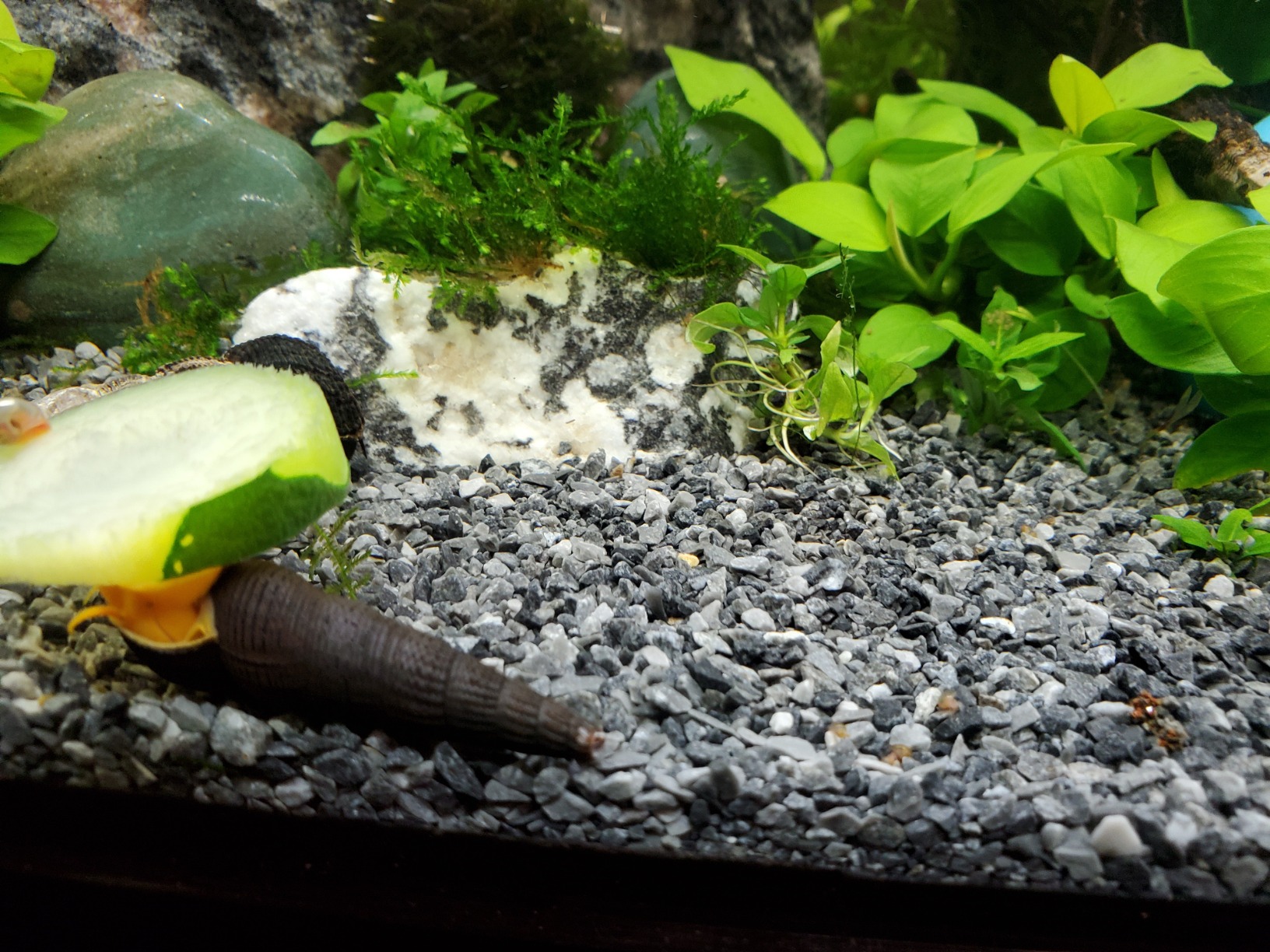 Seachem Onyx Sand 08073 substrato acquario 15.4 lbs argilla