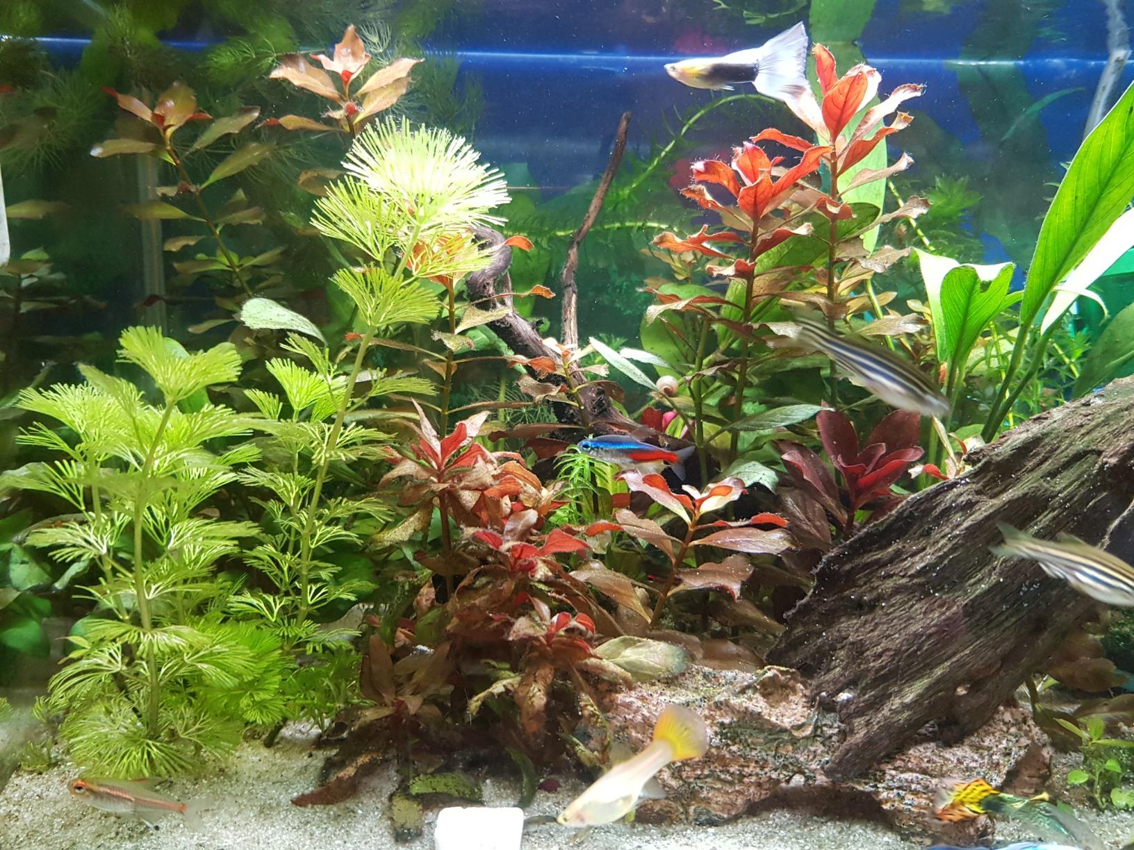 Seachem Flourish fertilizzante piante acquario 500 ml completo