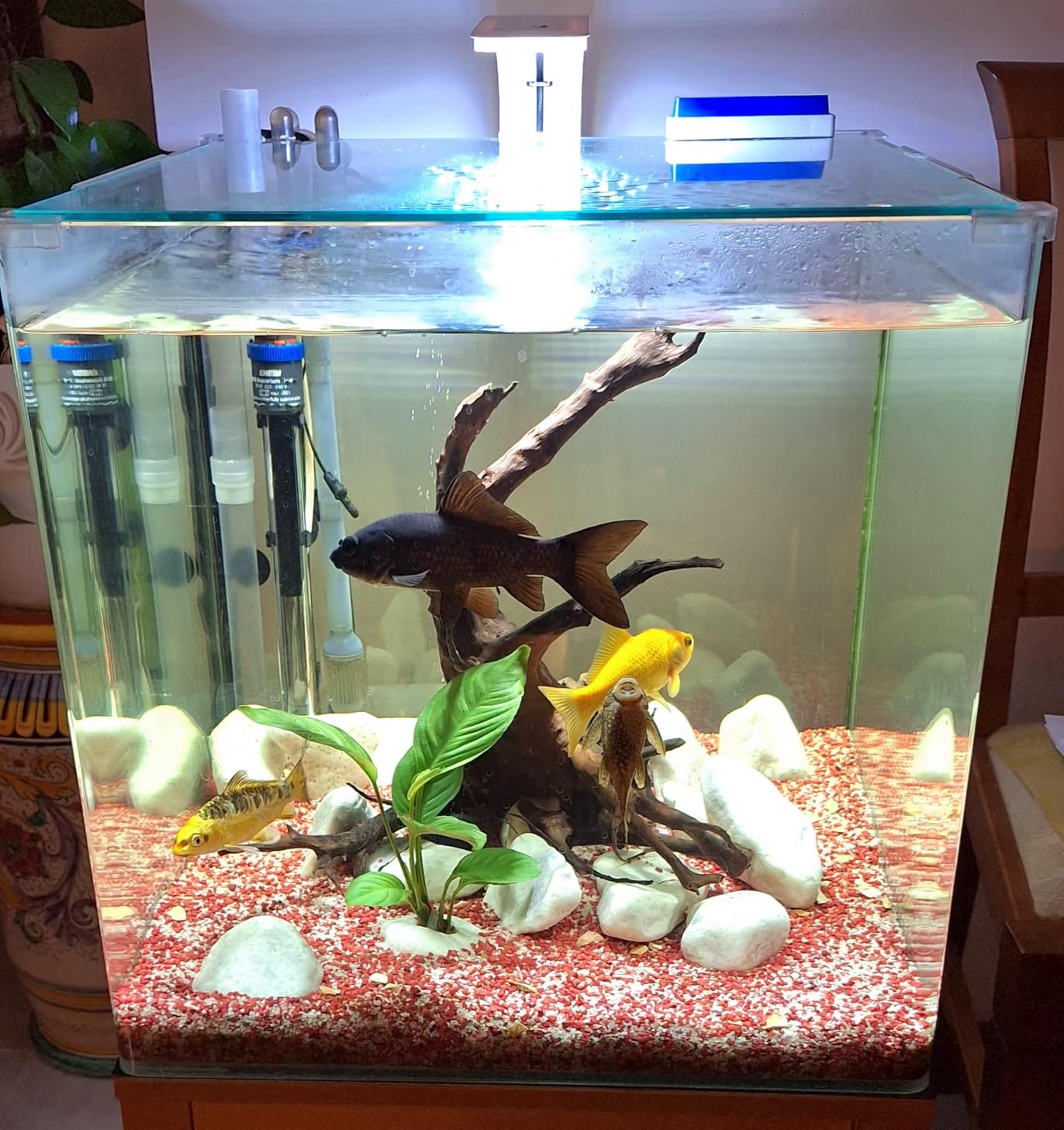 Seachem Pristine batteri acquario 250 ml detriti