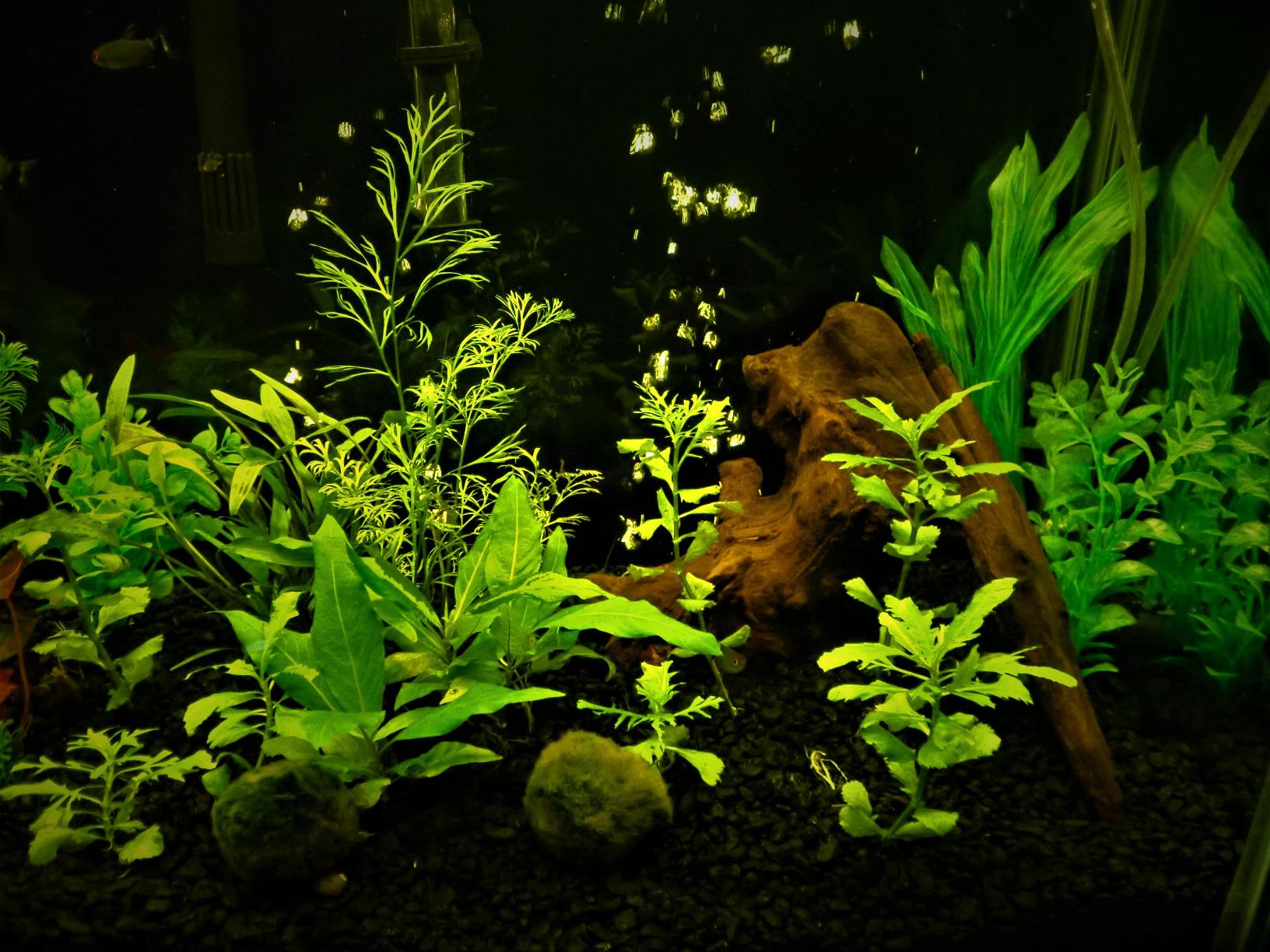 Seachem Flourish fertilizzante piante acquario 500 ml completo