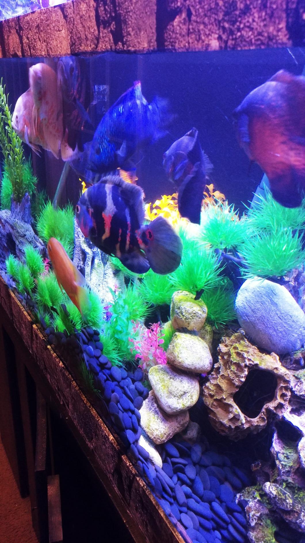 Seachem Freshwater American Cichlid Salt sale 250 g
