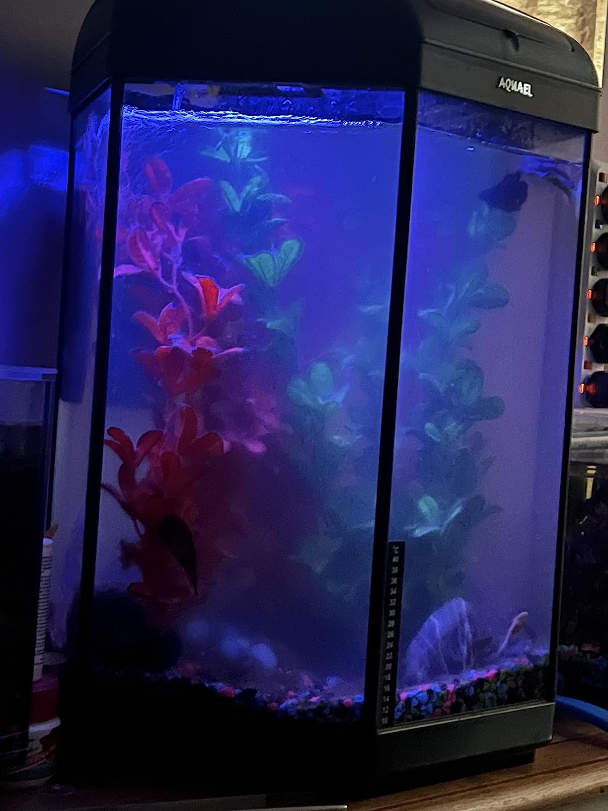 Seachem Filtration Media Purigen resina 100ml dolce marino
