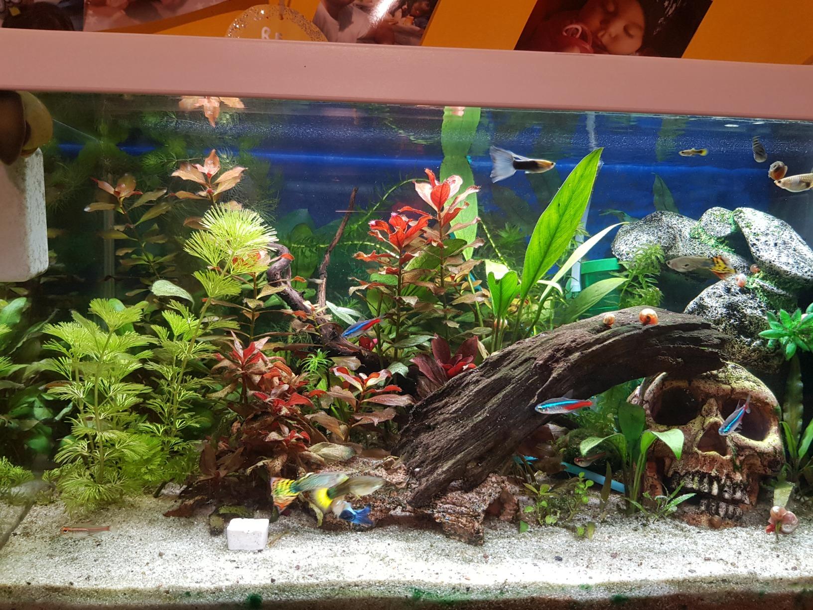 Seachem Flourish fertilizzante piante acquario 500 ml completo