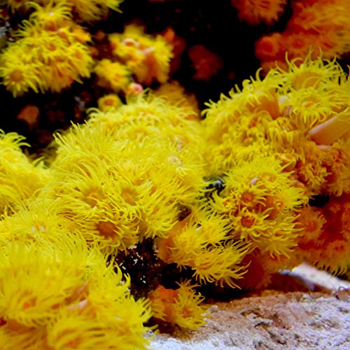Seachem Reef Advantage Magnesium integratore magnesio reef