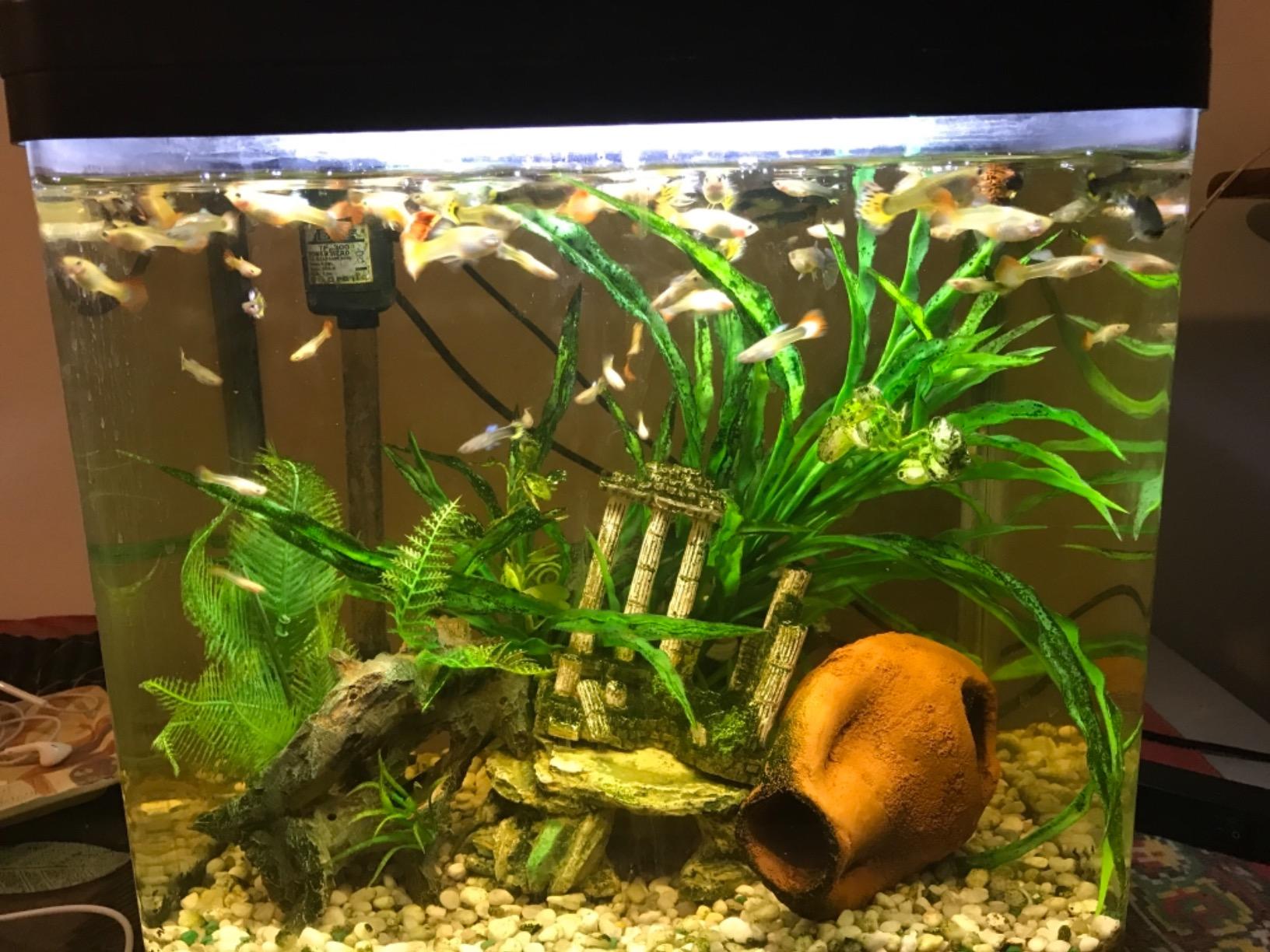 Seachem Pristine batteri acquario 250 ml detriti