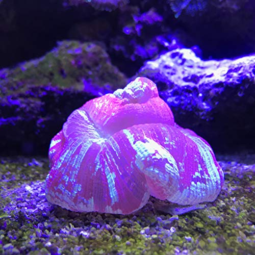 Seachem Reef Plus integratore reef liquido vitamine amminoacidi