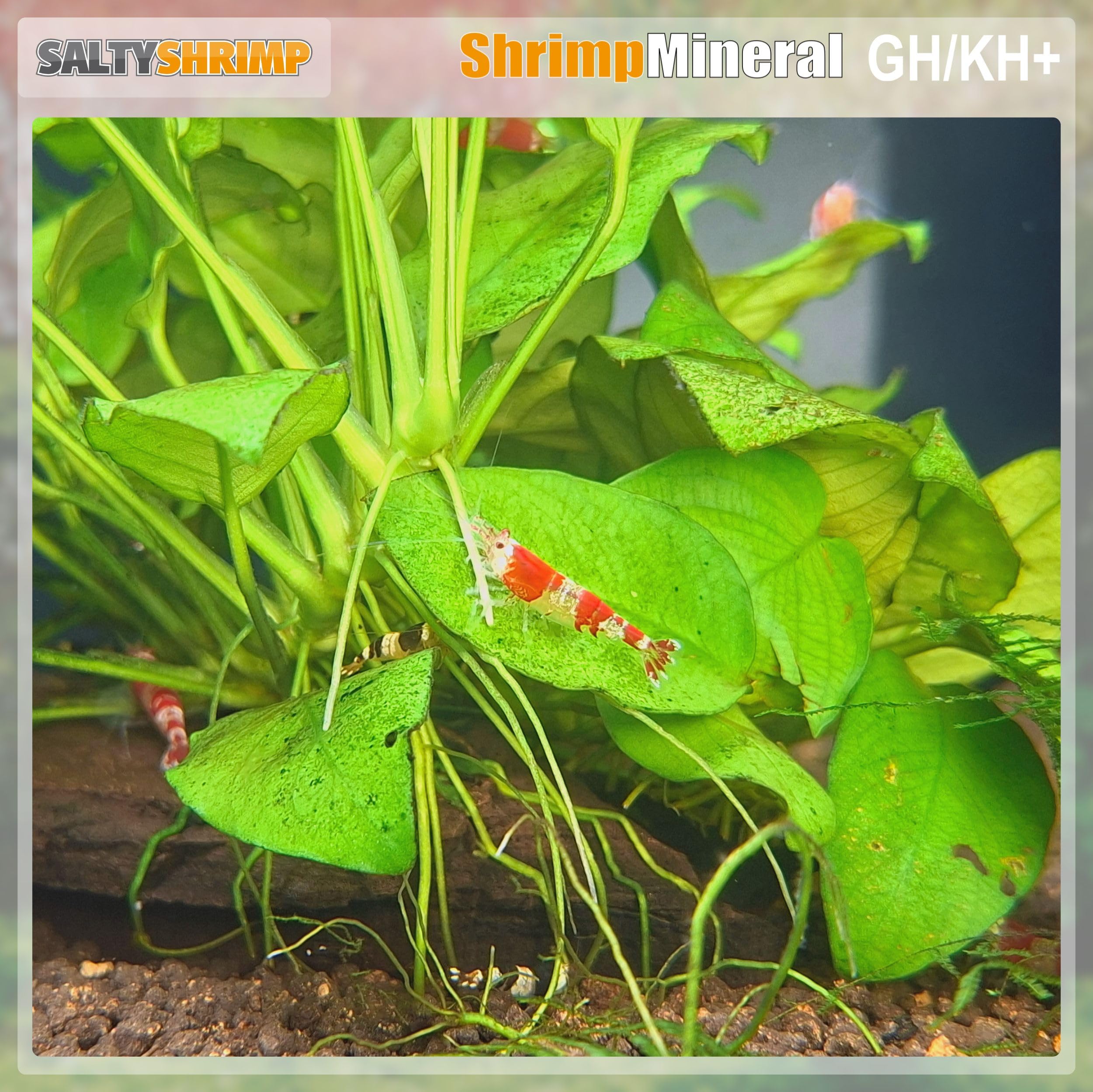 SaltyShrimp Bee Shrimp Mineral GH+ sali 230 g caridine