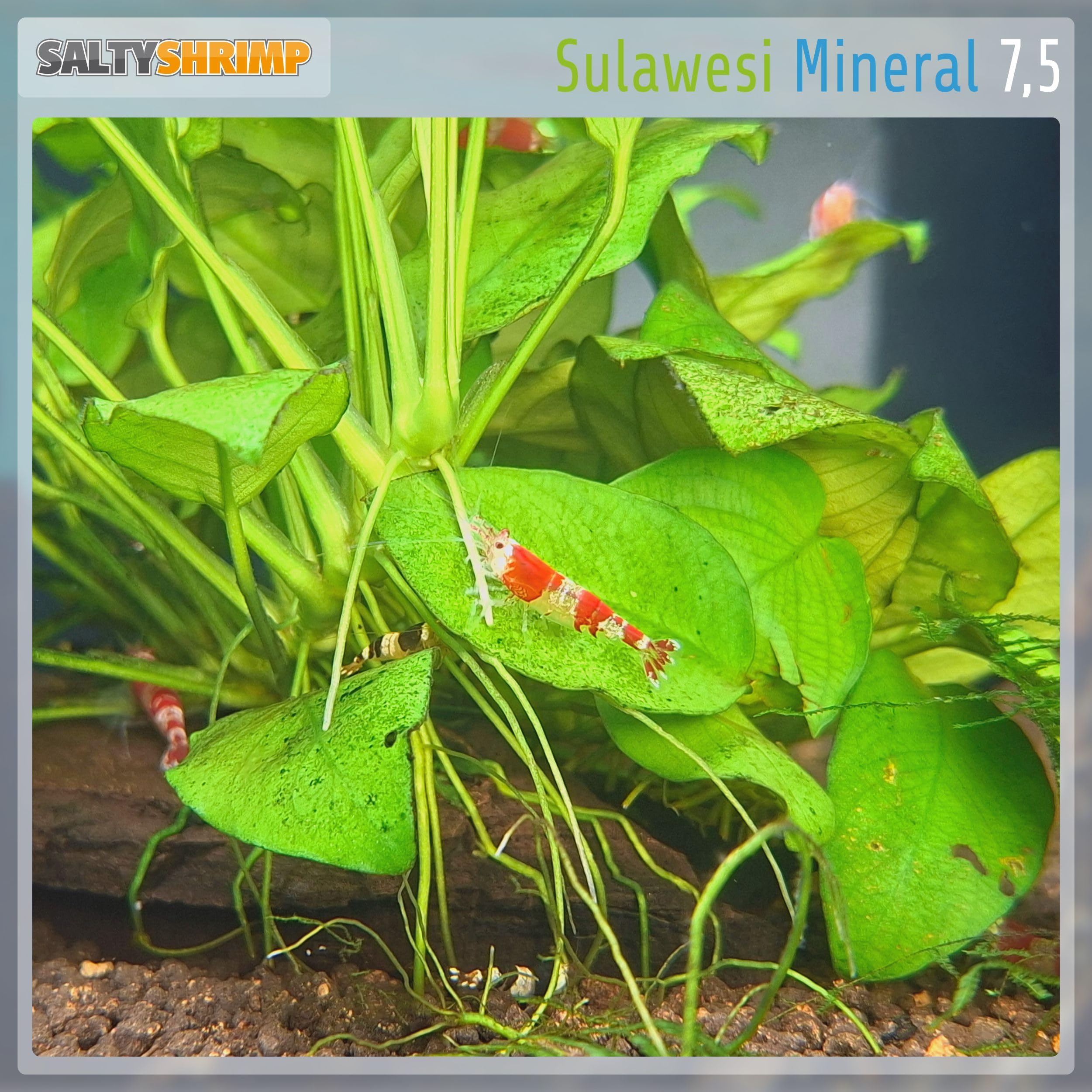 SaltyShrimp Sulawesi Mineral 7.5 sali gamberetti 250 g
