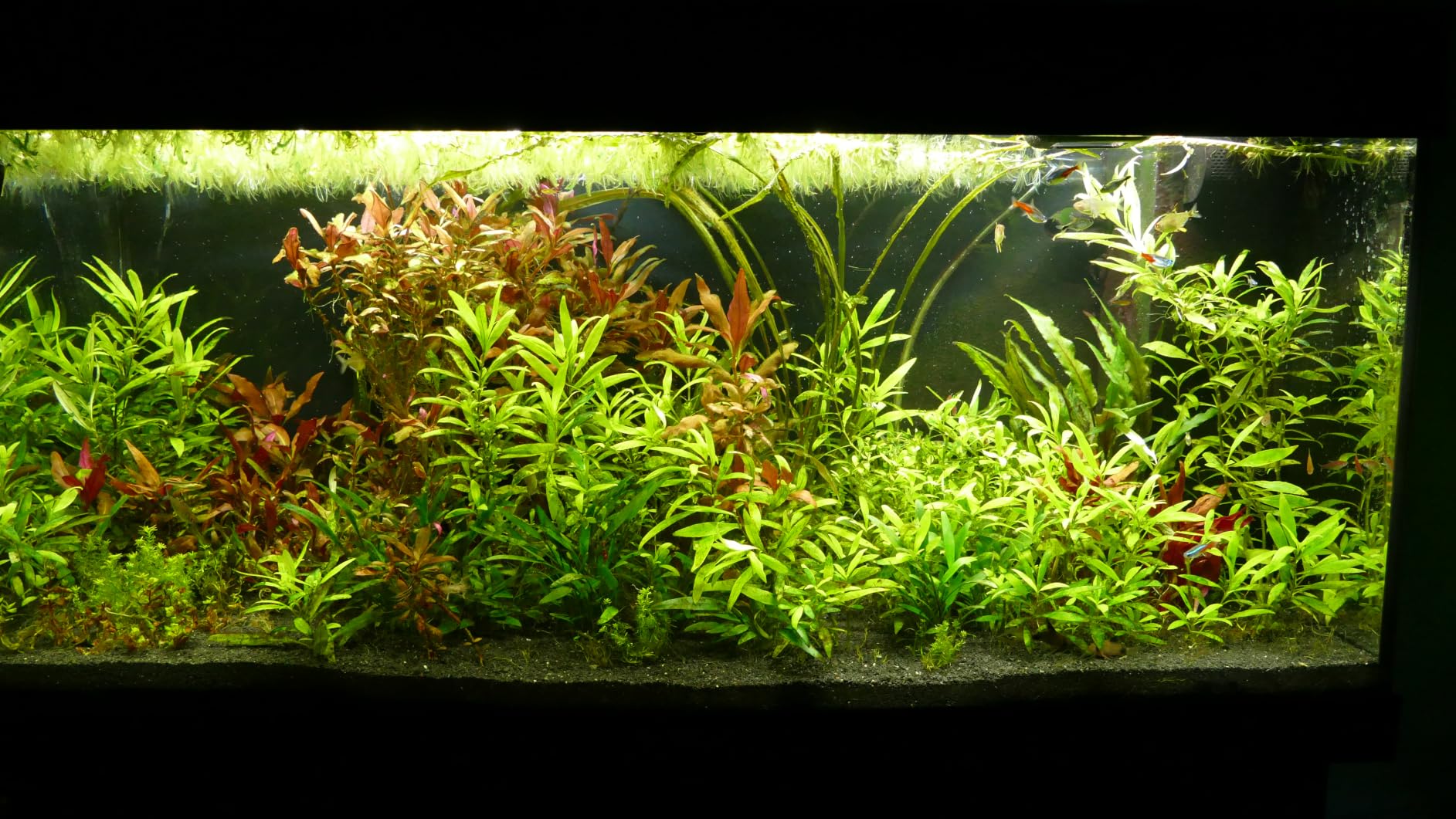 Seachem Flourite Black Sand Sabbia Nera Substrato