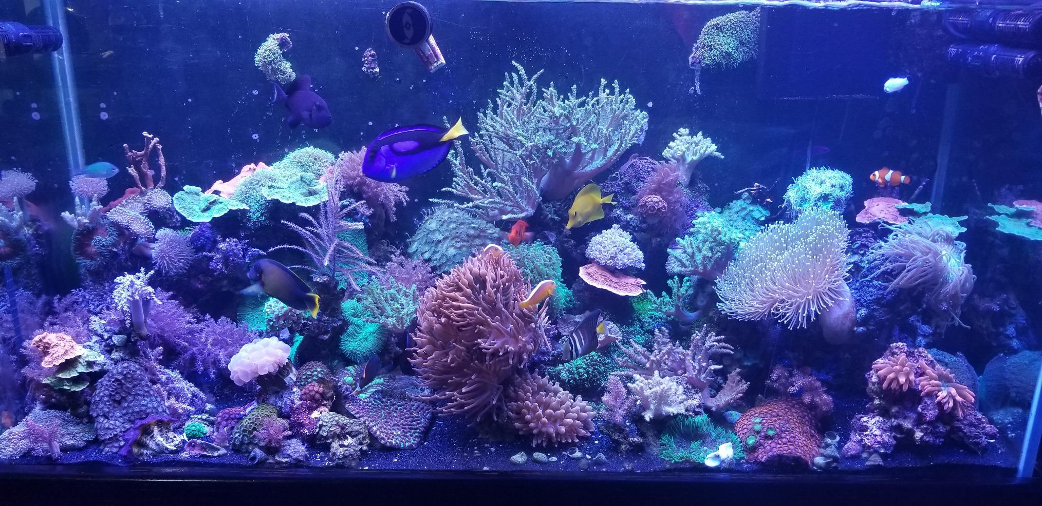 Seachem Reef Advantage Magnesium integratore magnesio reef