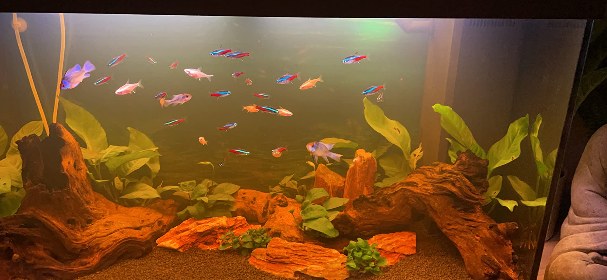 Seachem Clarity chiarificatore acquario 500 ml torbida