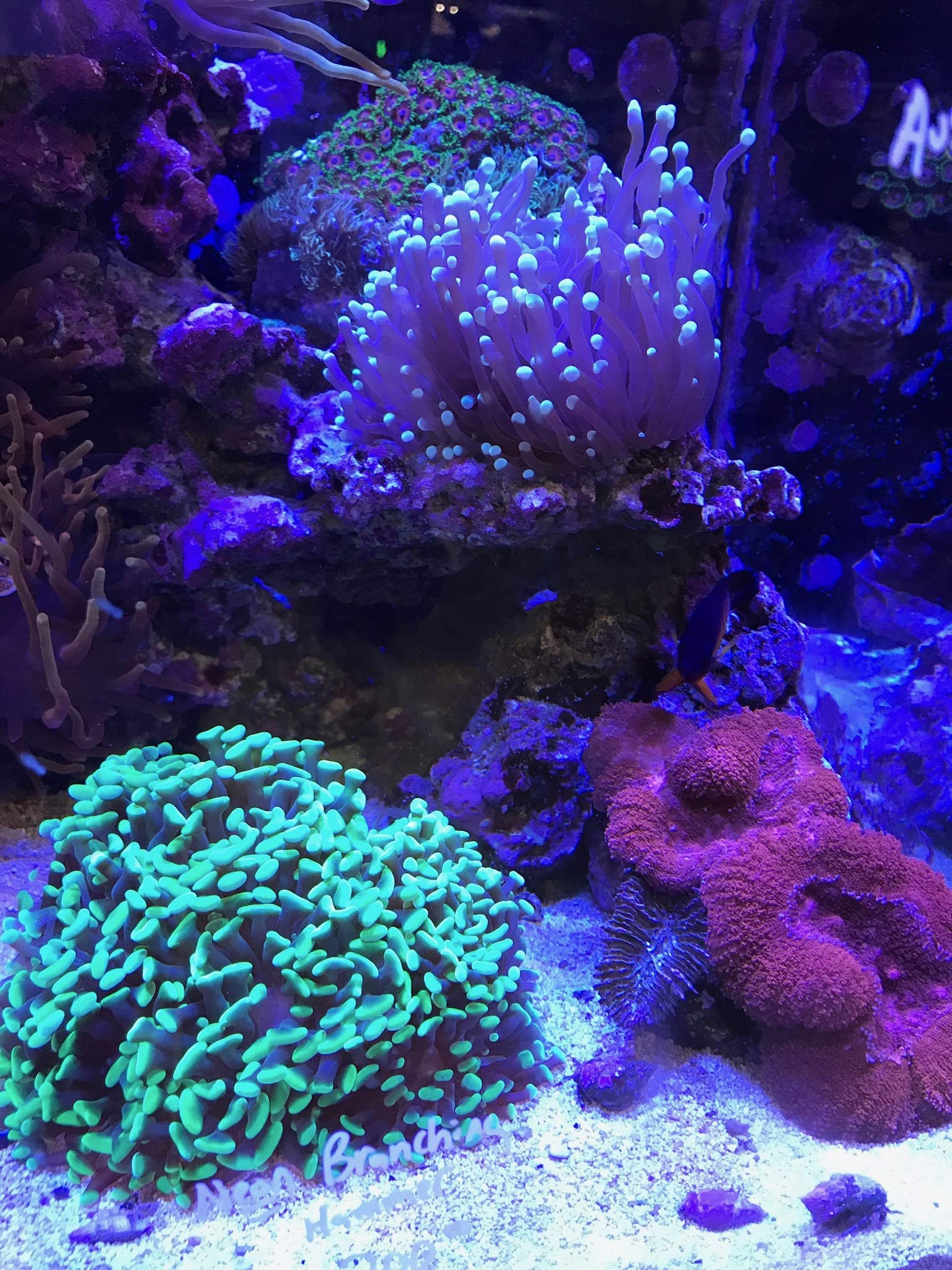 Seachem Reef Buffer tampone pH polvere per reef marino
