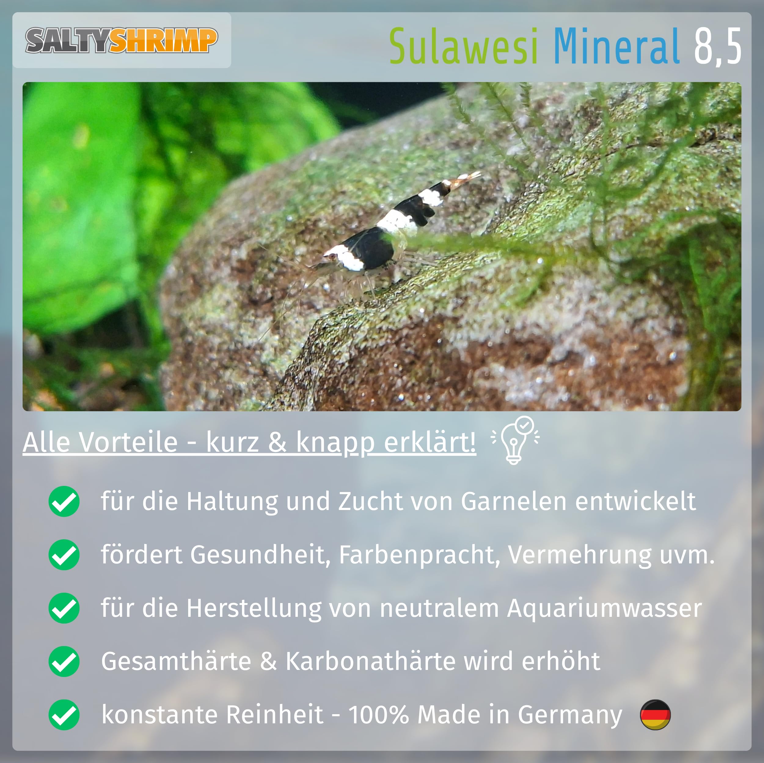SaltyShrimp Sulawesi Mineral Sula Wesi 8,5 sali gamberetti