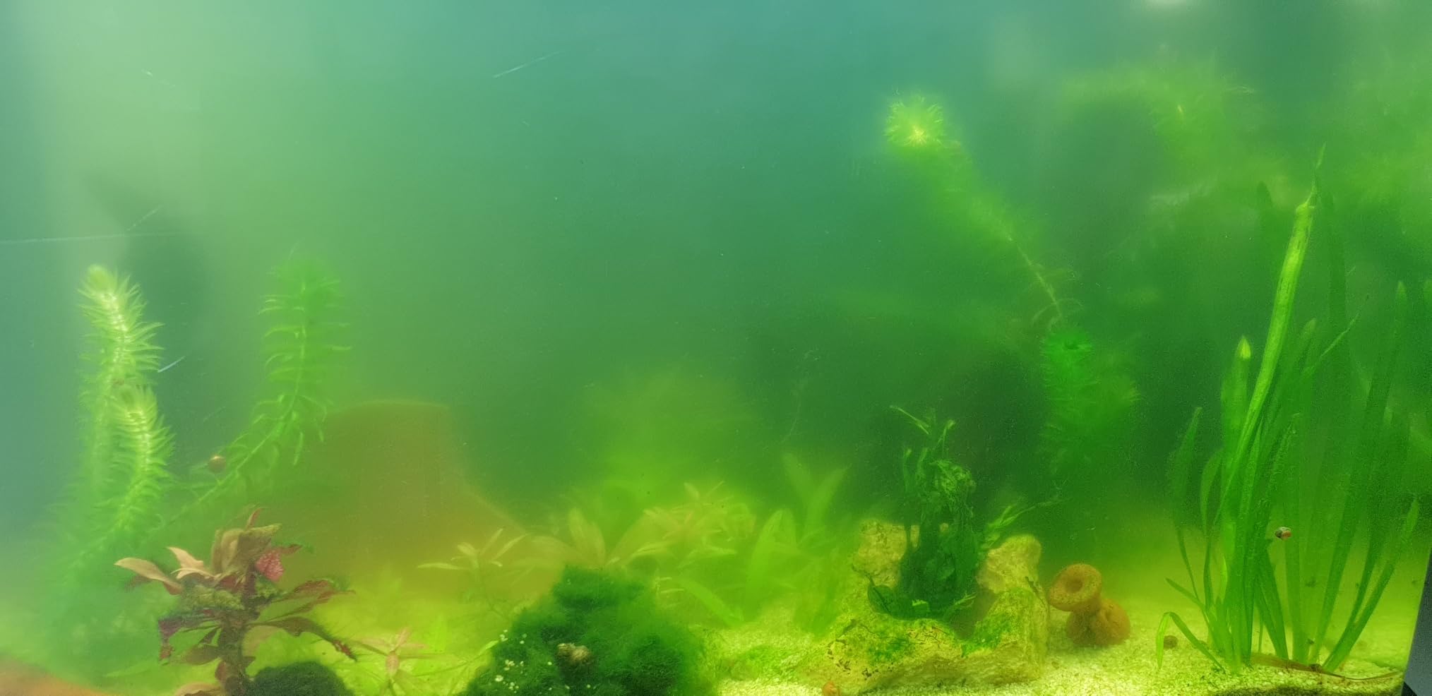 Seachem Clarity chiarificatore acquario 500 ml torbida