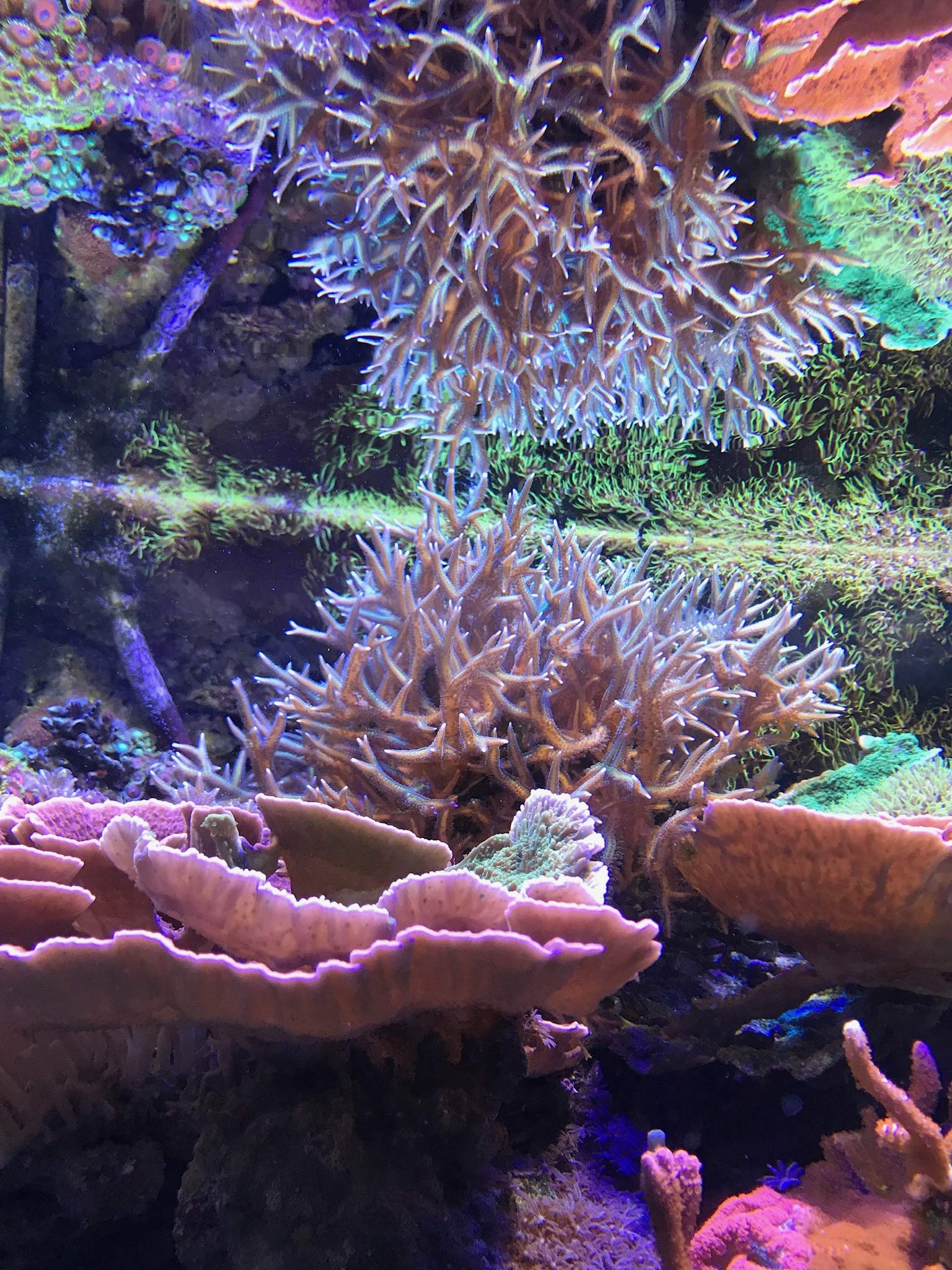 Seachem Vibrant Sea sale marino 6,2 kg per reef