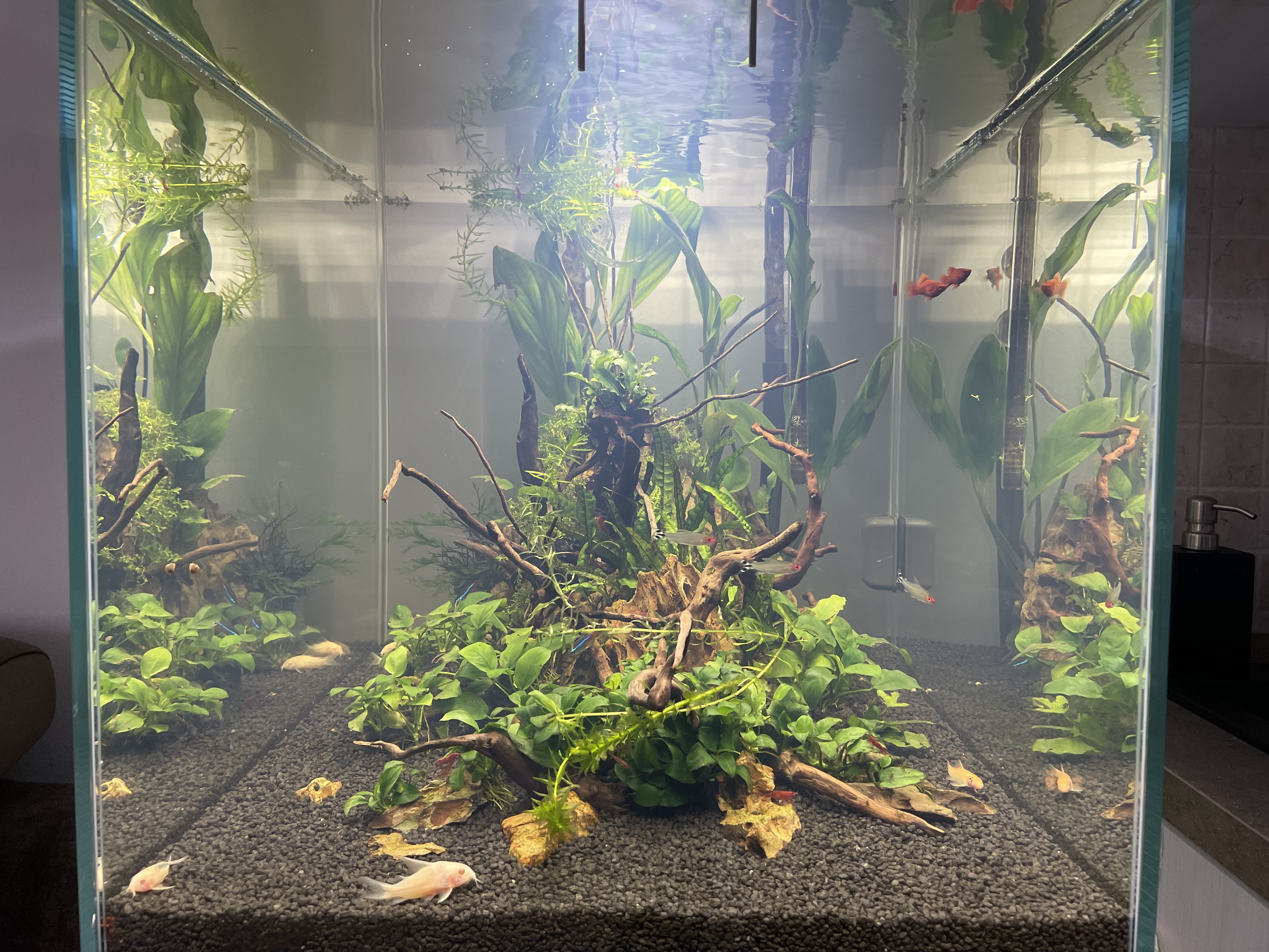 Seachem Clarity chiarificatore acquario 500 ml torbida