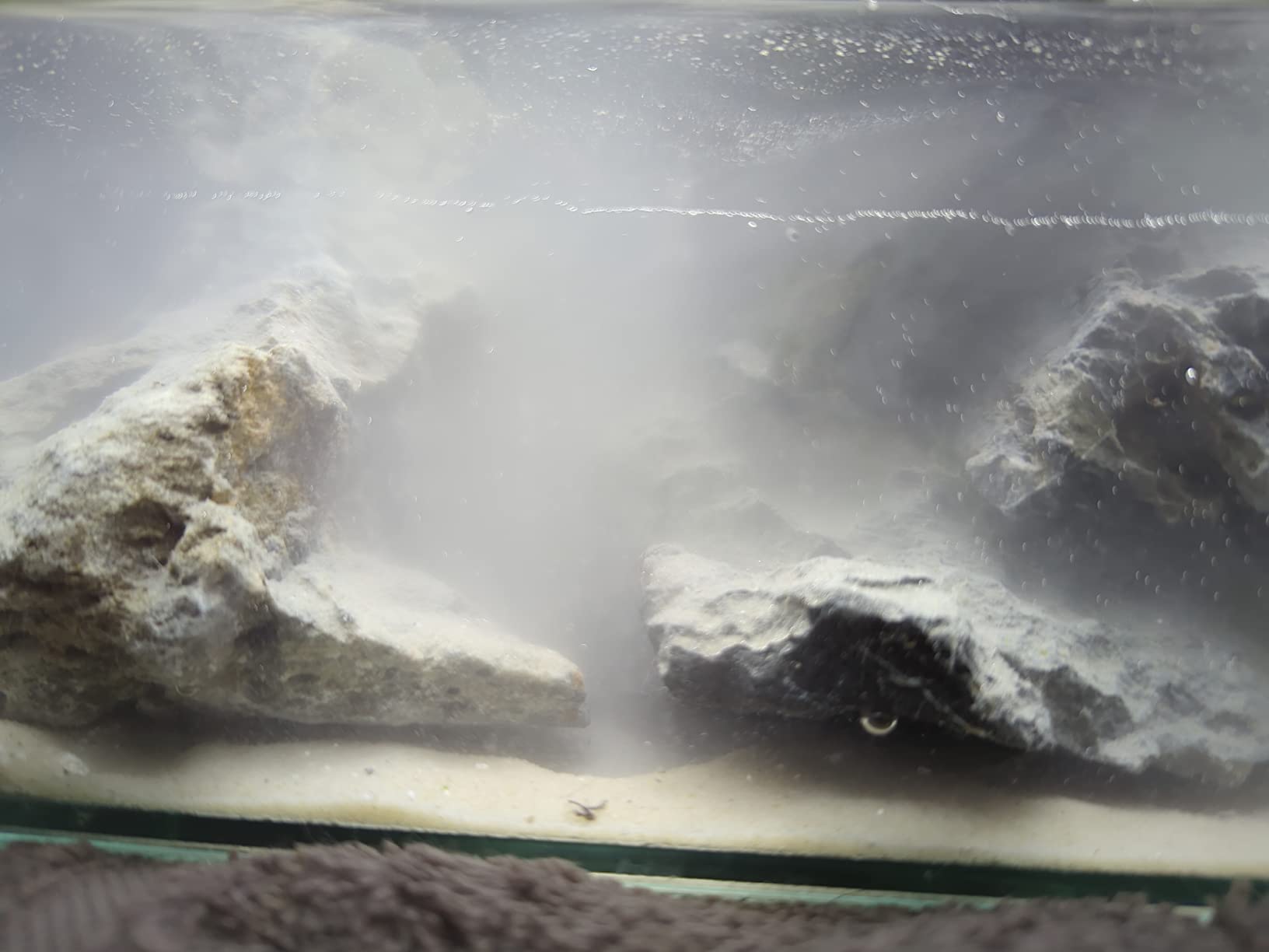 SaltyShrimp Sulawesi Mineral 8,5 sale gamberetti pH 8,5