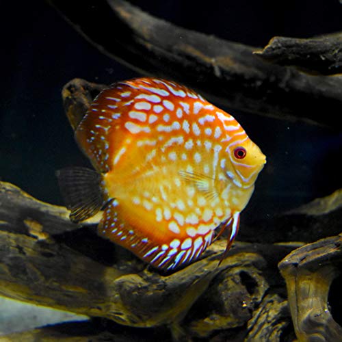 Seachem Discus Buffer condizionatore pH basso 1 kg