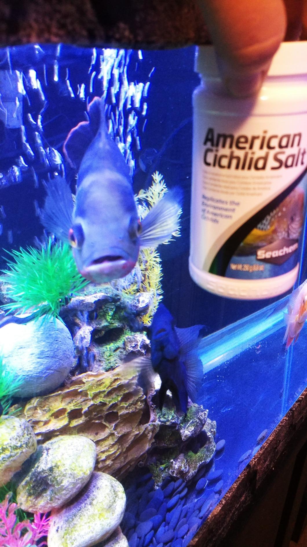 Seachem Freshwater American Cichlid Salt sale 250 g